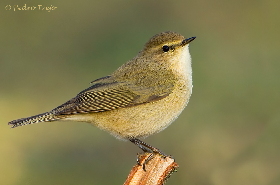 Mosquitero común (Phylloscopus collybita)